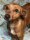 adoptable Dog in , MS named Rosa