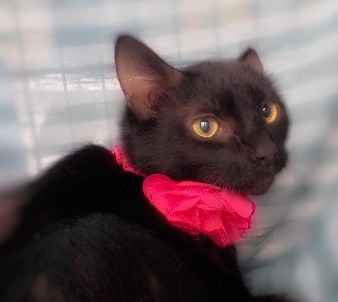 Cats for Adoption in Gulfport, Mississippi Alpha Paw