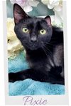 adoptable Cat in vancleave, MS named Pixie