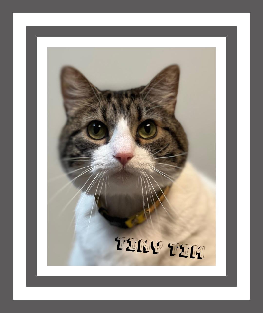 adoptable Cat in Vancleave, MS named Tiny Tim