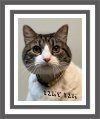 adoptable Cat in , MS named Tiny Tim