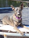 adoptable Dog in vancleave, MS named Brooklyn