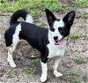 adoptable Dog in , MS named Mercy