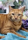 adoptable Cat in vancleave, MS named Goldie (Front declawed)