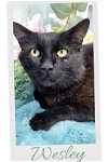 adoptable Cat in , MS named Wesley