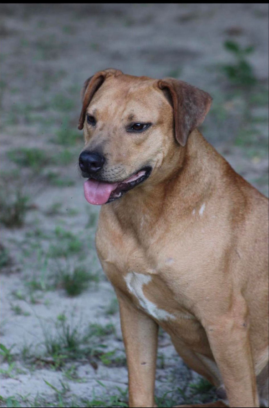 adoptable Dog in Vancleave, MS named Fletcher