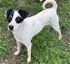 adoptable Dog in , MS named Richie