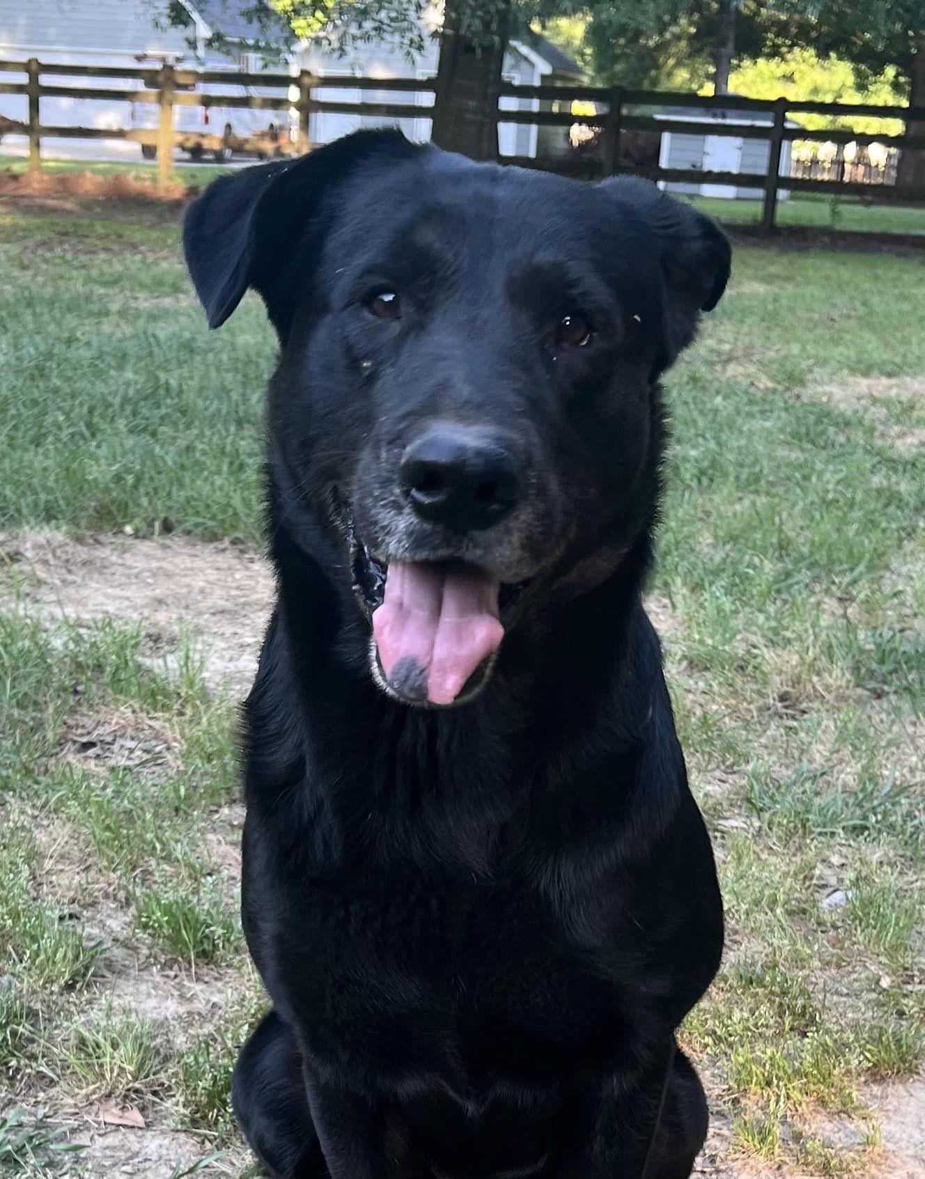 adoptable Dog in Vancleave, MS named Chewy