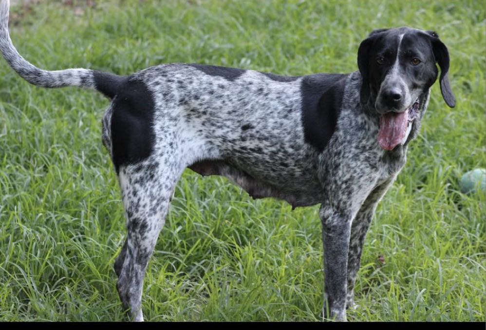 adoptable Dog in Vancleave, MS named Millie