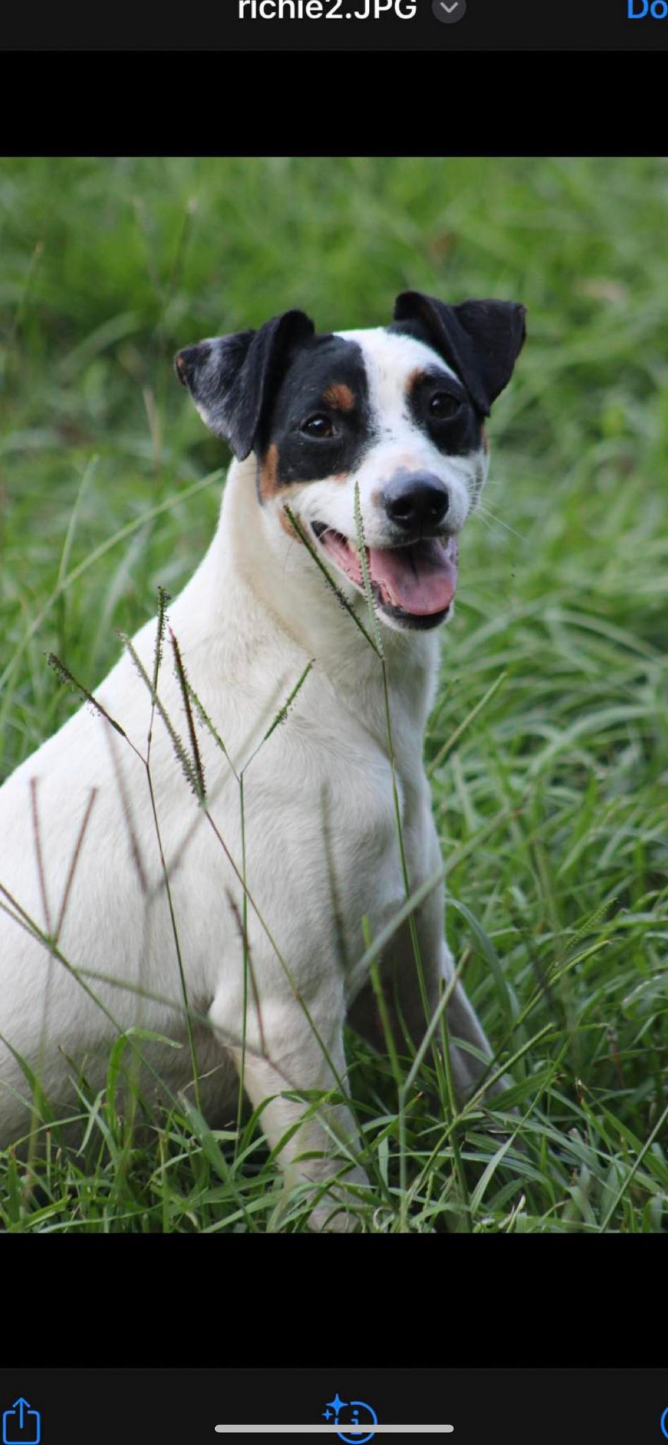 adoptable Dog in Vancleave, MS named Richie