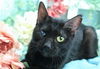 adoptable Cat in Vancleave, MS named Prissy