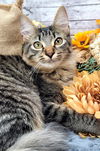 adoptable Cat in vancleave, MS named Hunter