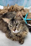 adoptable Cat in  named Tallulah