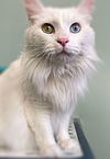 adoptable Cat in  named Zeus [bonded with Stella] (Adoption pending)