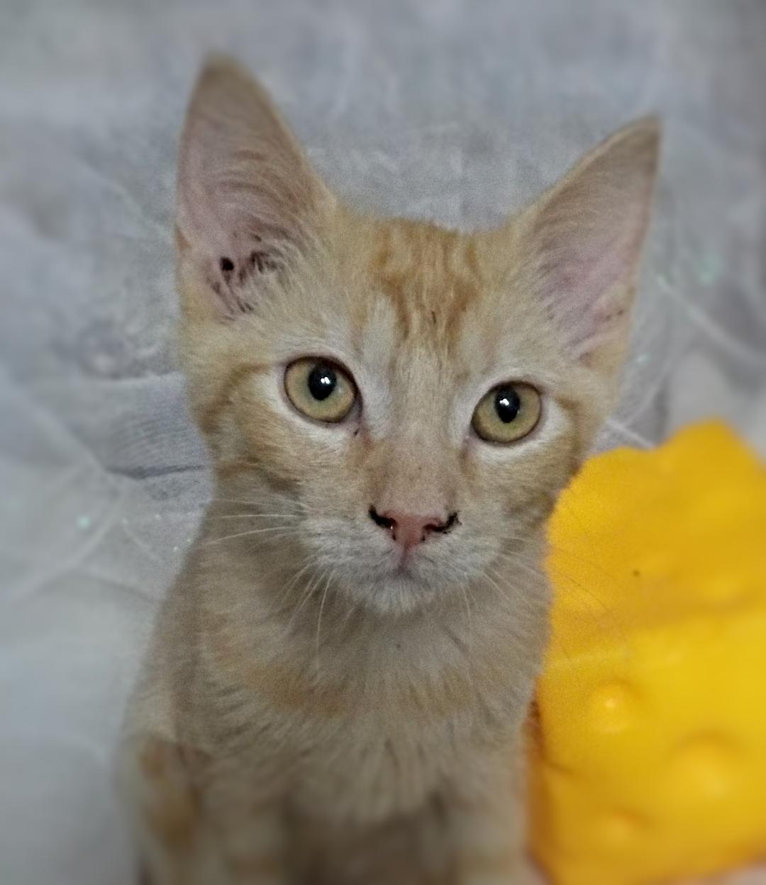 adoptable Cat in Vancleave, MS named Cheddar