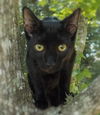 adoptable Cat in Vancleave, MS named Charlie