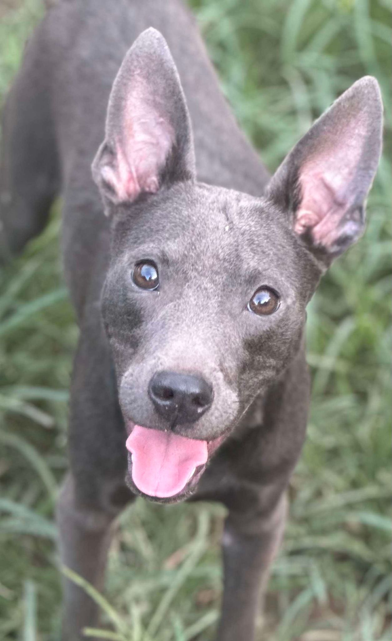 adoptable Dog in Vancleave, MS named Hercules