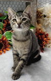 adoptable Cat in , MS named Zaira