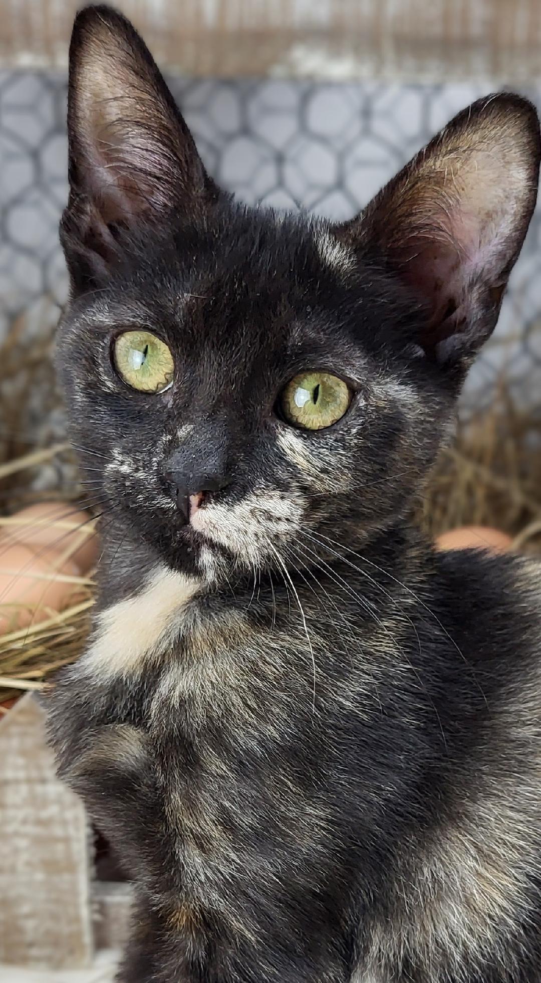 adoptable Cat in Vancleave, MS named Tess