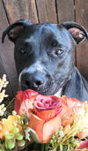 adoptable Dog in vancleave, MS named Maisy Jane