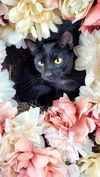 adoptable Cat in vancleave, MS named Maya