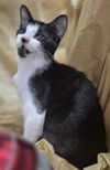 adoptable Cat in , MS named Baby