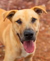 adoptable Dog in , MS named Cornbread