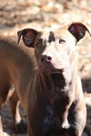 adoptable Dog in vancleave, MS named Gomez