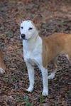 adoptable Dog in , MS named Beatrice