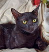 adoptable Cat in , MS named Dusty