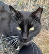 adoptable Cat in  named Tux