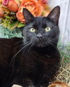 adoptable Cat in vancleave, MS named Mandy