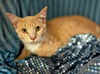 adoptable Cat in  named Remington