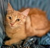 adoptable Cat in  named Ruger