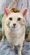 adoptable Cat in  named Dexter