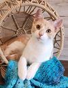adoptable Cat in vancleave, MS named Jack