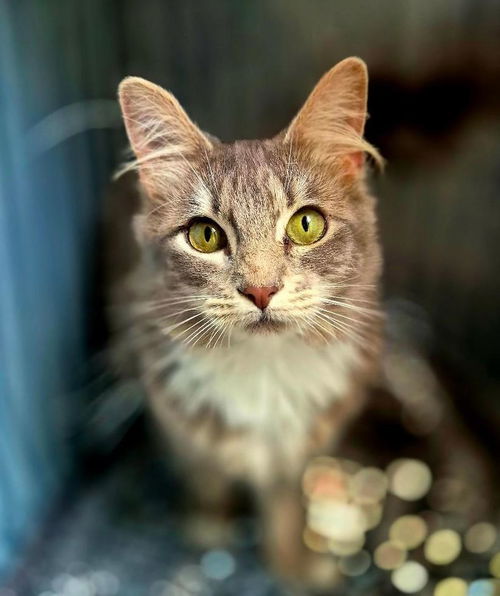 picture of the cat needing adoption