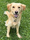 adoptable Dog in  named Fancy