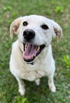 adoptable Dog in , MS named Elliot