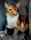 adoptable Cat in  named Brightley