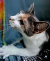 adoptable Cat in  named Briley