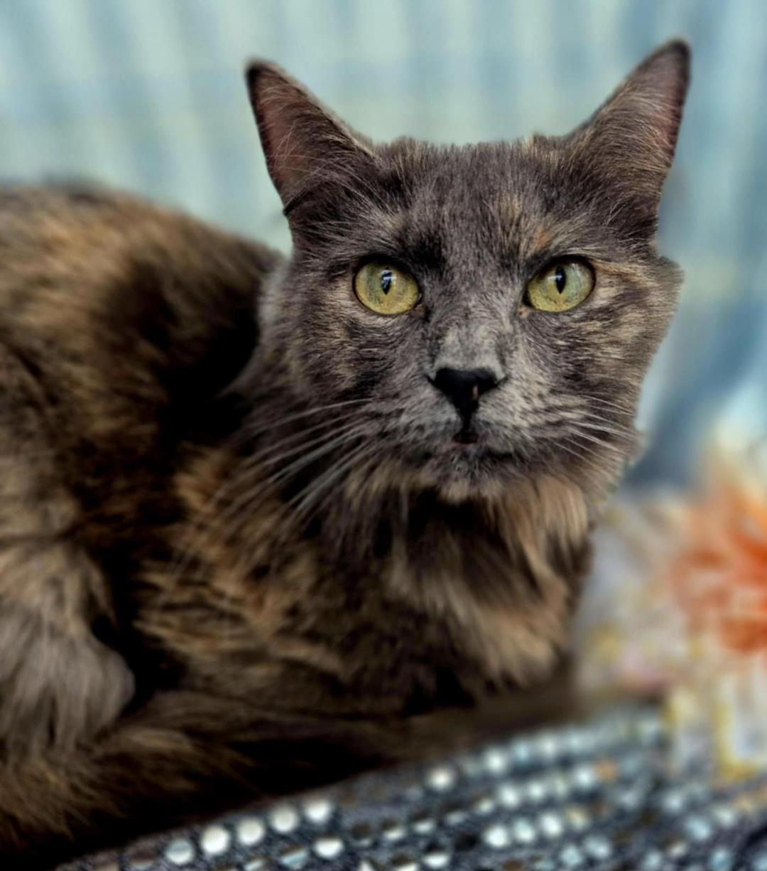 adoptable Cat in Vancleave, MS named Riona