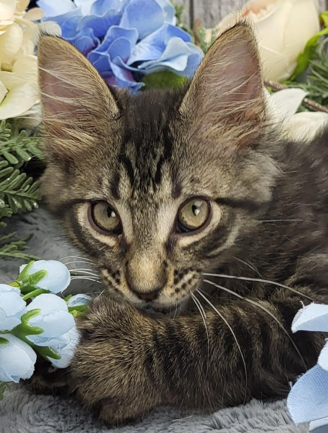 adoptable Cat in Vancleave, MS named Melon (Adoption pending)