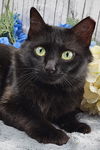 adoptable Cat in  named Jinx