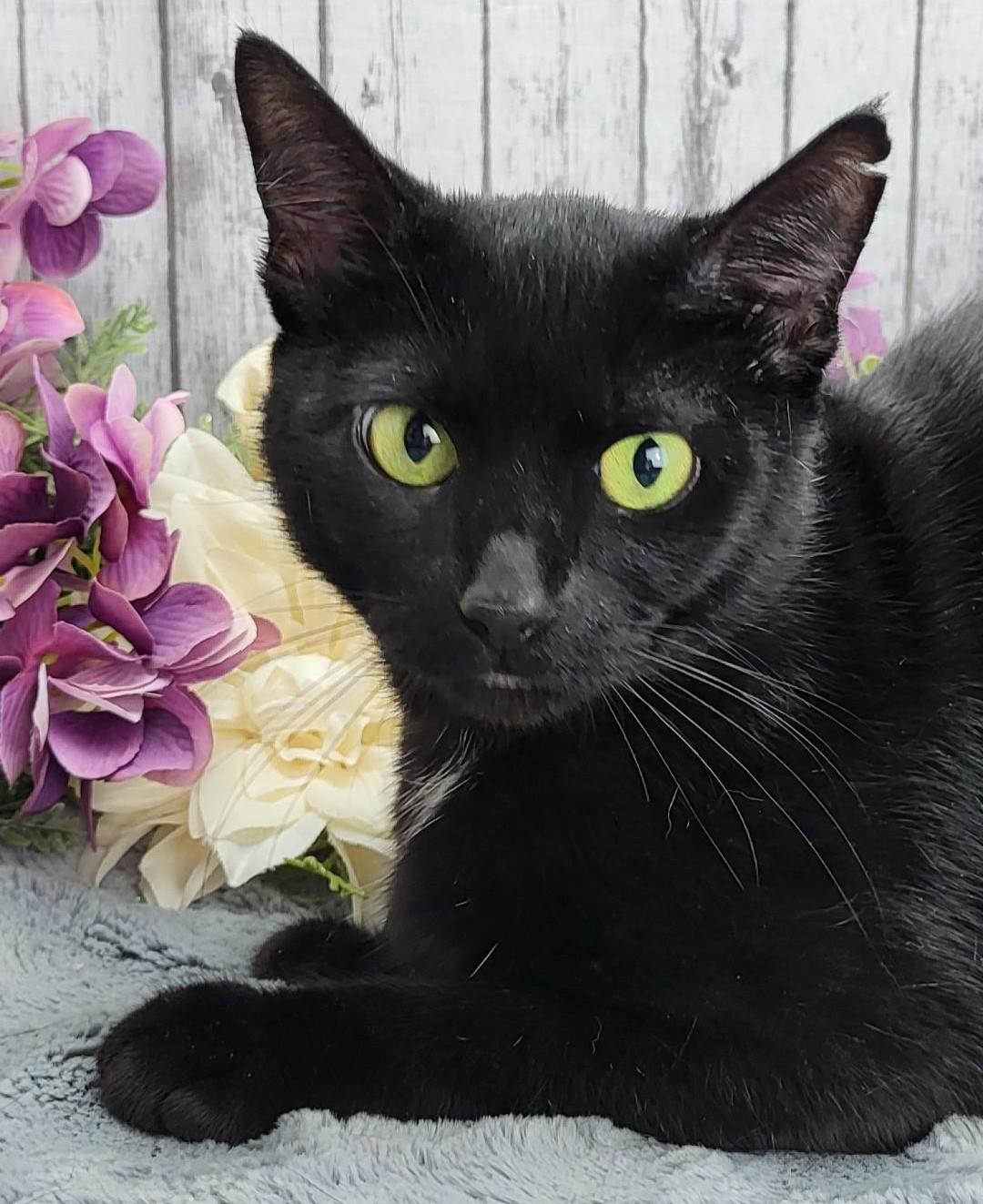 adoptable Cat in Vancleave, MS named Piper
