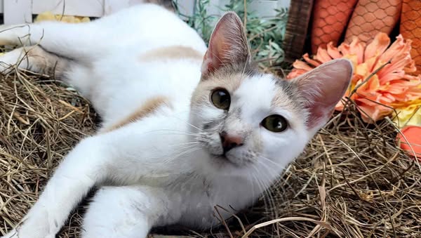 adoptable Cat in Vancleave, MS named Madeleine