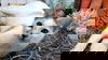 adoptable Cat in vancleave, MS named Madeleine