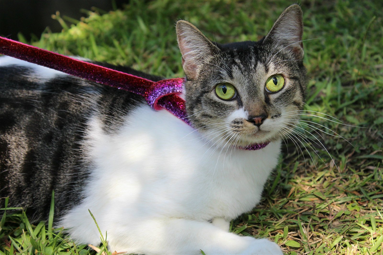 adoptable Cat in Vancleave, MS named Ally