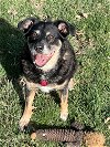 adoptable Dog in lincoln, NE named Rosa