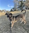 adoptable Dog in lincoln, NE named Josie